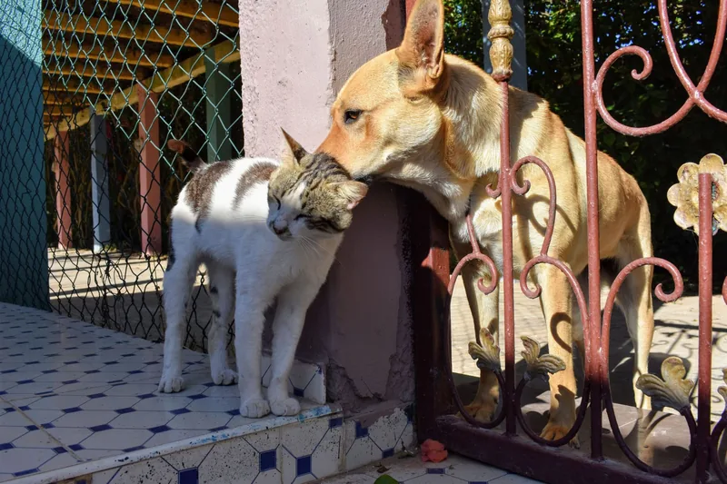 A dog and cat relaxing together during a boarding stay